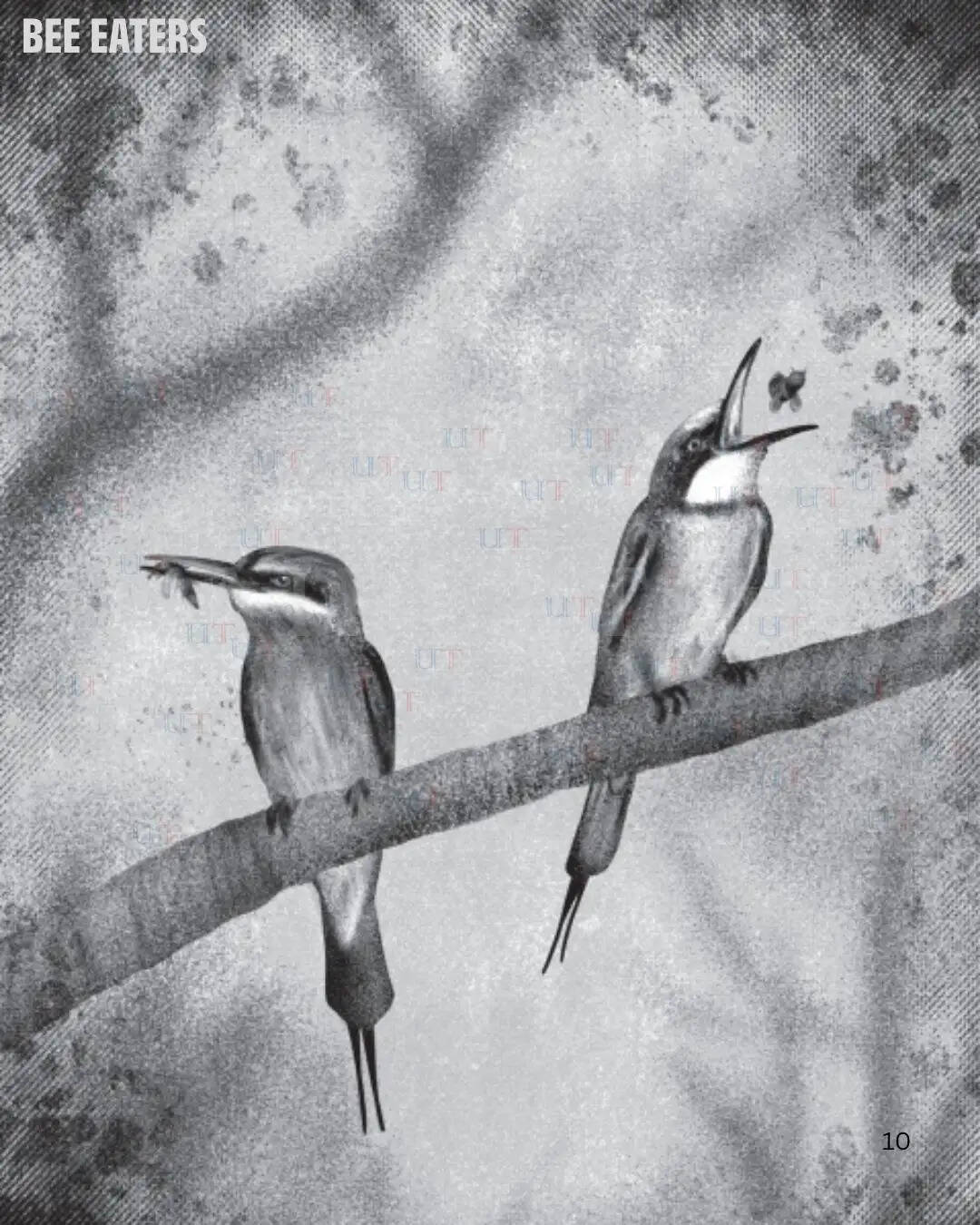 Wild Next Door Book by Udaipur Author Arefa Tehsin