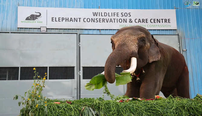 Elephant