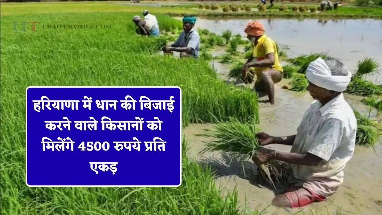 हरियाणा में धान की बिजाई करने वाले किसानों को मिलेंगे 4500 रुपये प्रति एकड़, ऐसे उठाएं लाभ&nbsp;
