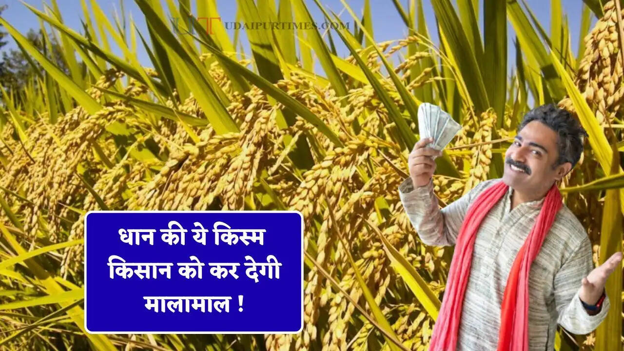 धान की ये किस्म किसान को कर देगी मालामाल ! 90 दिन में तैयार कर बेच सकेंगे बाजार&nbsp;