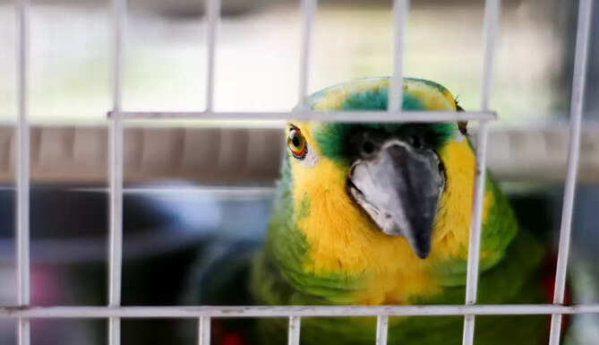 caged birds