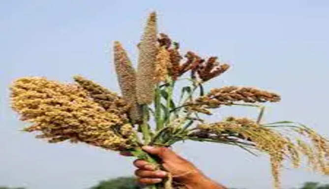 Millet 