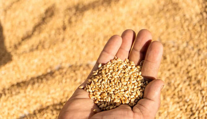 Rabi Crop Rajasthan