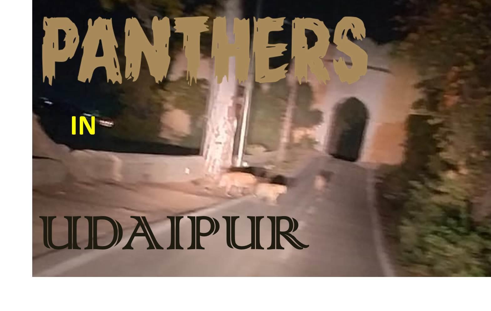 [Viral VIDEO] Panthers seen strolling on the banks of Lake Pichhola in Udaipur