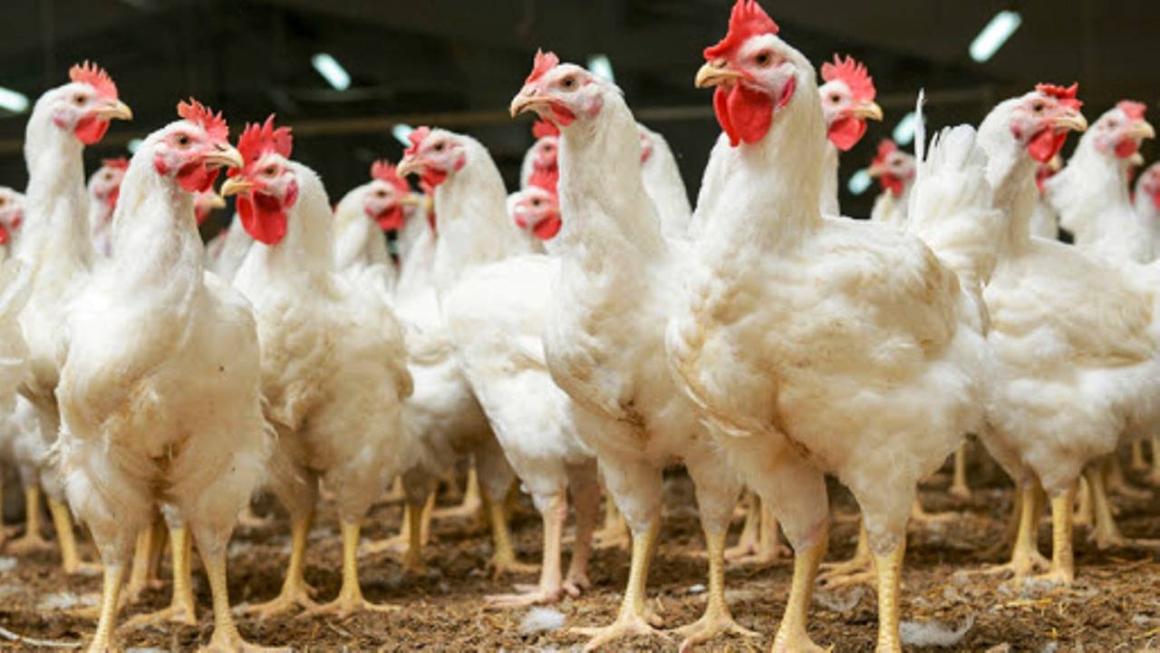 UP doctors asks people to avoid chicken consumption-Bird Flu warning