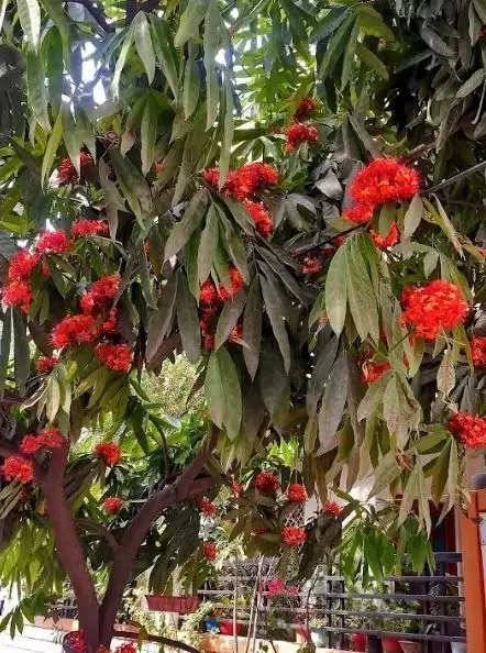 seeta ashok tree udaipur