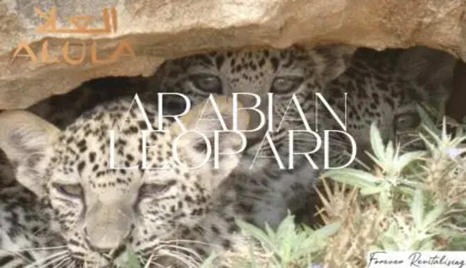 AlUla is marking International Arabian Leopard Day 2025 with a landmark announcement: the establishment of the first wildlife breeding centre in the Sharaan National Park, reinforcing AlUla&rsquo;s commitment to conservation and comprehensive regeneration.
