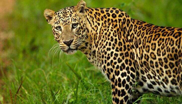 leopard