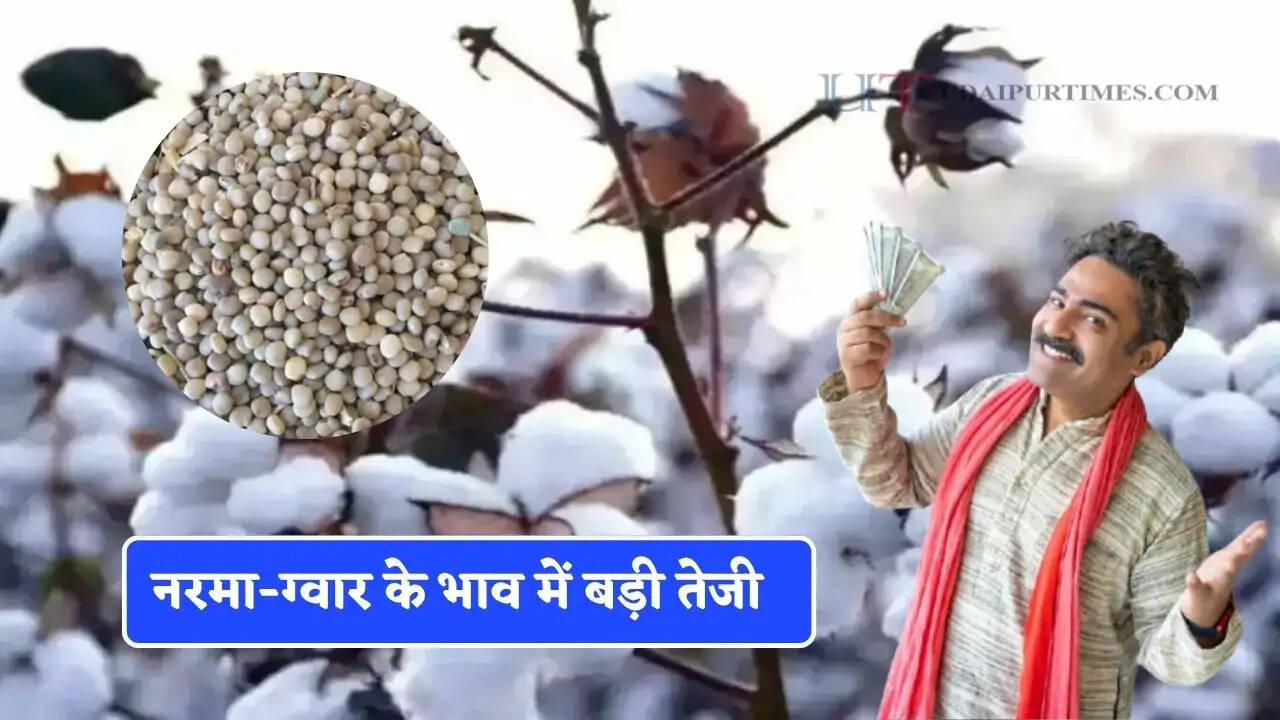 नरमा-ग्वार के भाव में बड़ी तेजी, जाने सभी मंडियों के ताजा भाव