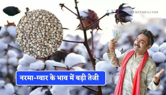 नरमा-ग्वार के भाव में बड़ी तेजी, जाने सभी मंडियों के ताजा भाव