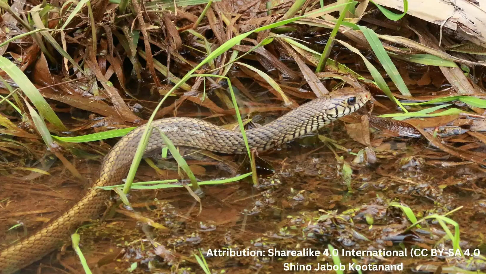 Rat Snake Panchwati Udaipur