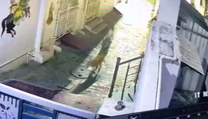 panther seen at sisarma village