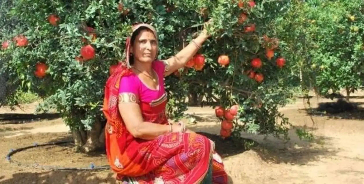 Pomegranate farming in Rajasthan desert areas 