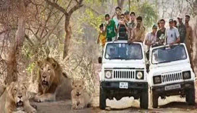 Lion Safari