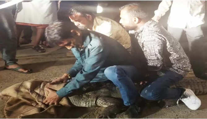 crocodile