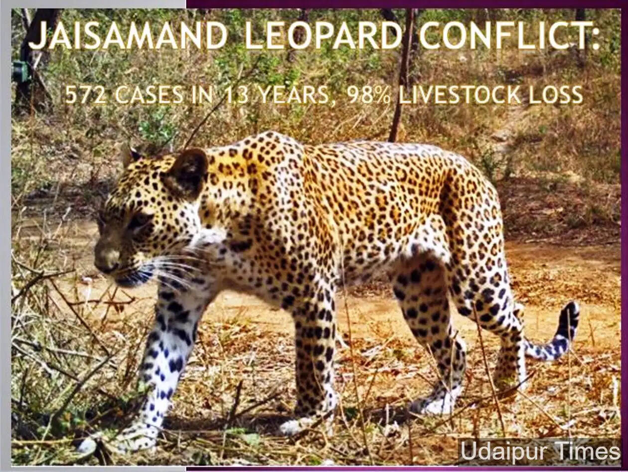 Jaisamand Leopard Conflict