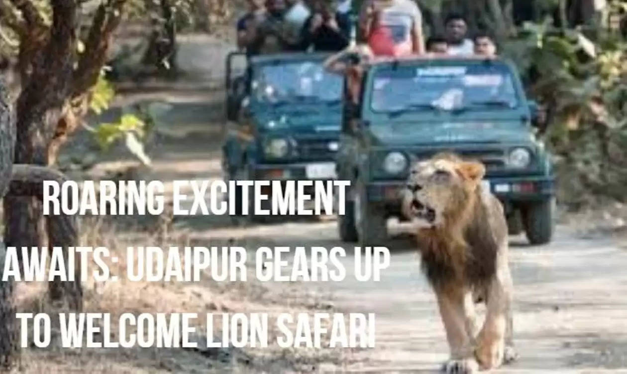 Lion Safari in Udaipur