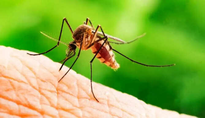 zika virus