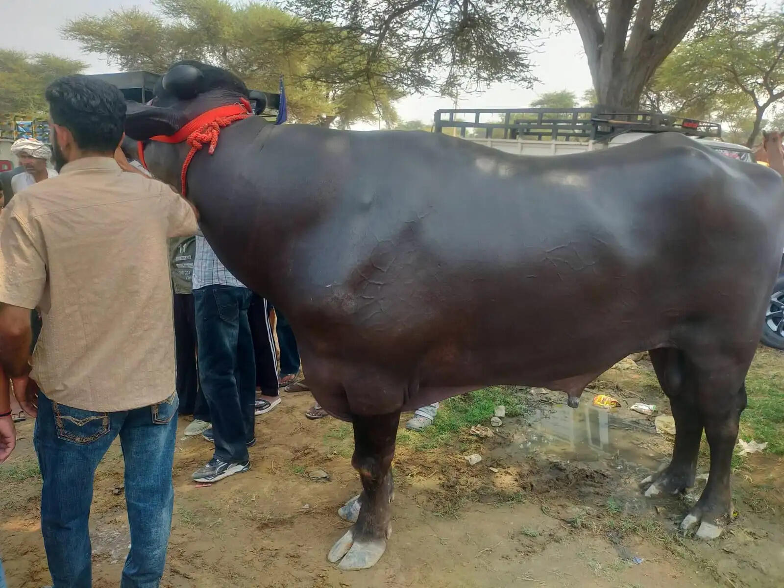 गोगामेड़ी पशु मेले में हरियाणा के नवाब झोटे ने हासिल किया पहला स्थान