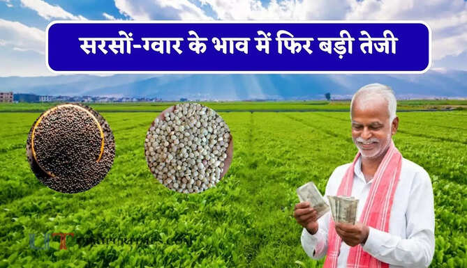  सरसों-ग्वार के भाव में फिर बड़ी तेजी, देखें सभी मंडियों के नए रेट