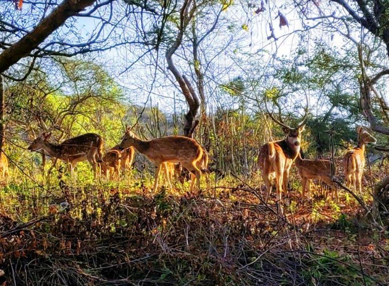 हिरणों को रास आई सज्जनगढ़ सेंचुरी से लेंटाना हटाने की मुहिम