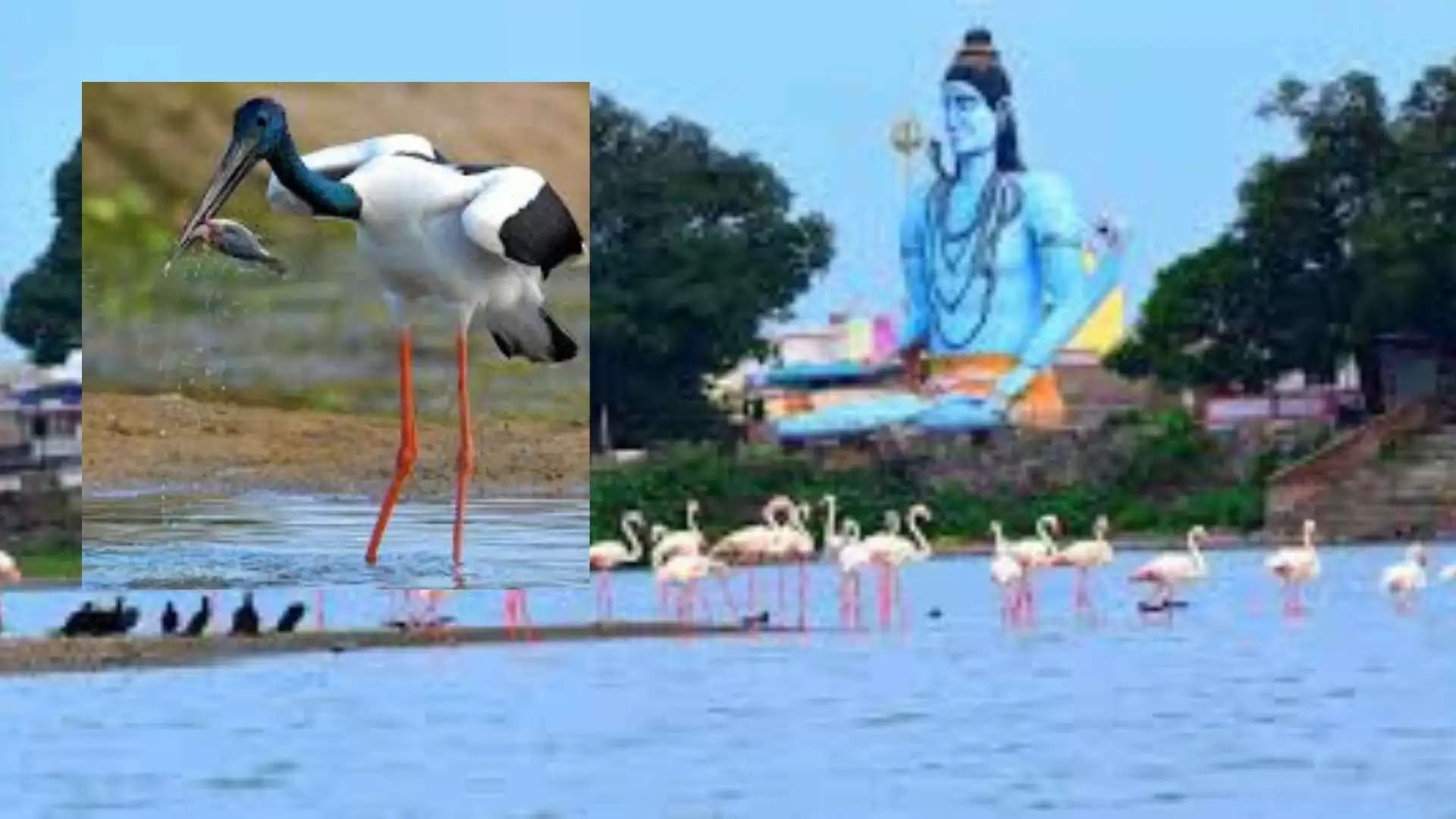 Menar Lake Black Necked Stork