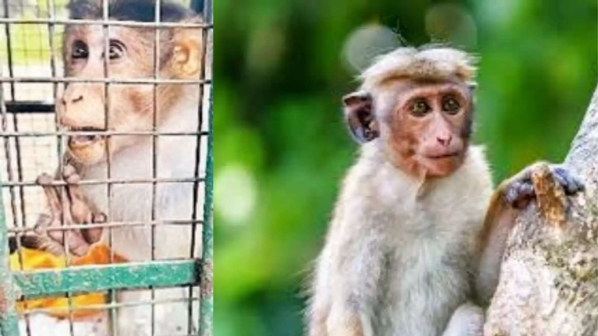 Bonnet Macque