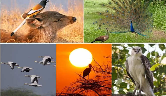 bird festival