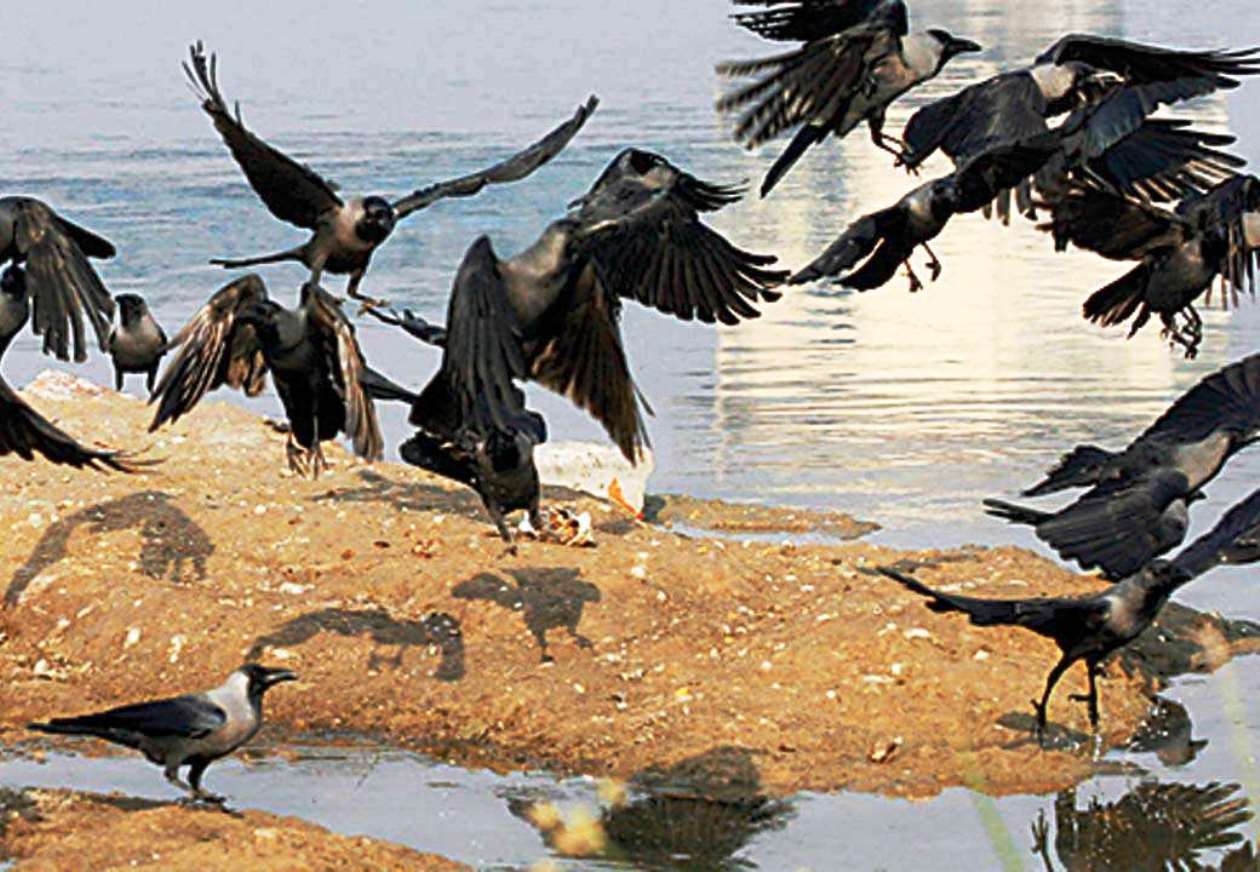 उदयपुर संभाग में 46 कौएं और दो कबूतरों की मौत