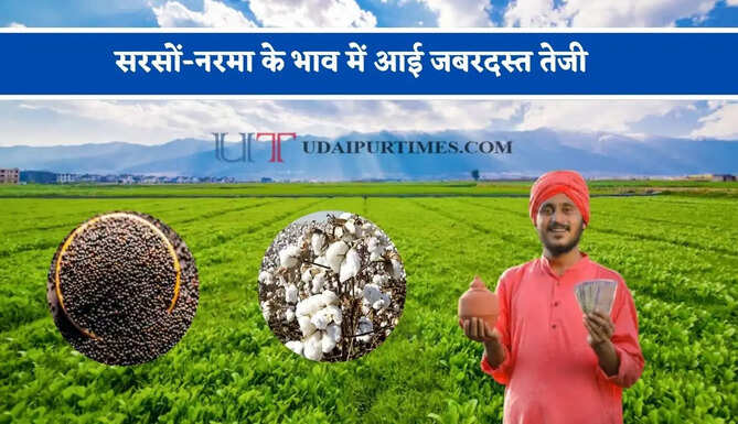 सरसों-नरमा के भाव में आई जबरदस्त तेजी, देखें सभी मंडियों के रेट
