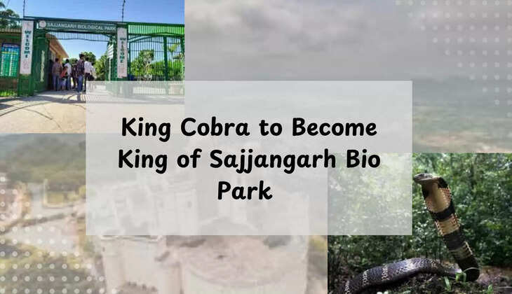 King Cobra Sajjangarh Bio Park