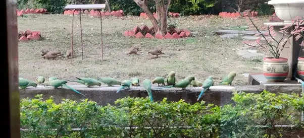 Oasis Birds in the middle of a concrete jungle Kezar Shah Wonder Cement