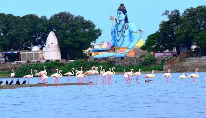 bird village menar