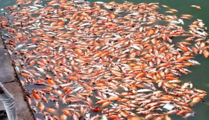 colourful fishes death in ubeshwar