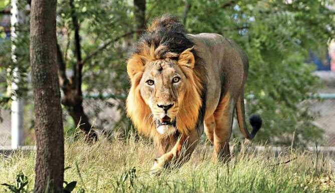 lion