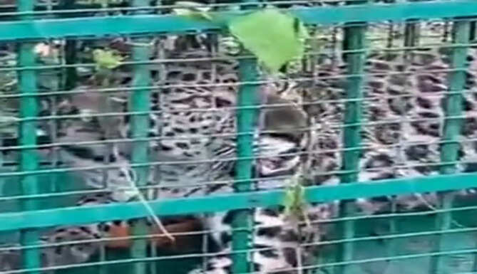Leopard trapped in a Forest Department cage at Lakadwas village near Udaipur