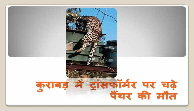 panther death in udaipur