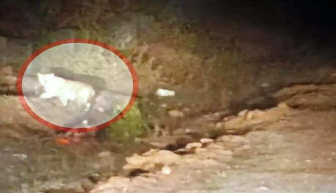 panther in resident area