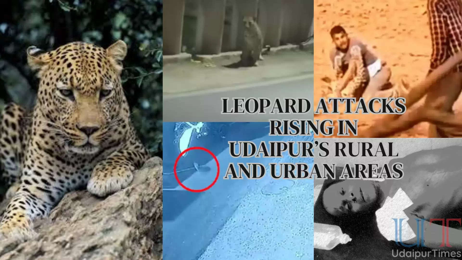 Leopard Attacks
