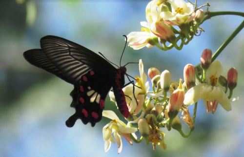मेवाड़-वागड़ में भी है तितलियों का अद्भूत रंगीन संसार