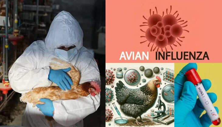 bird flu