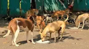 Stray Dogs in Udaipur