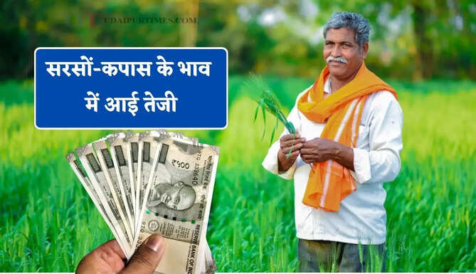 सरसों-कपास के भाव में आई तेजी, देखें सभी मंडियों के नए रेट