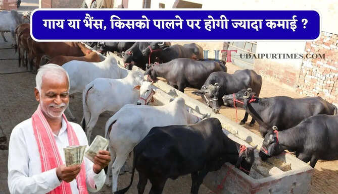 गाय या भैंस, किसको पालने पर होगी ज्यादा कमाई ? दूध के फैट से समझें पूरा गणित