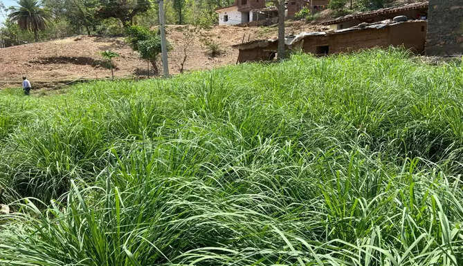 Abrar RV Udaipur based Perfumes trader initiates CSR activity to promote optimising of resources and environment awareness as well as livelihood of farmers in Udaipur