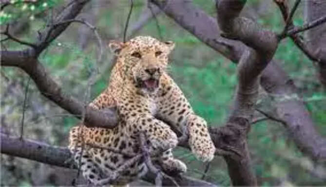 Panther