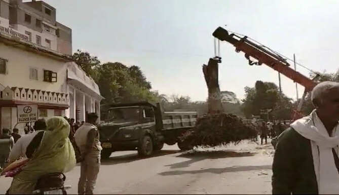 trees removed