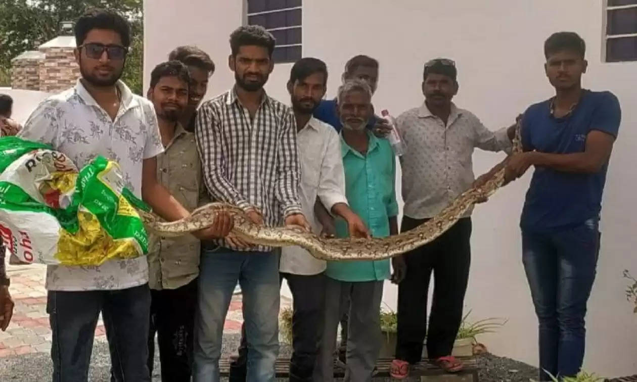 python rescued
