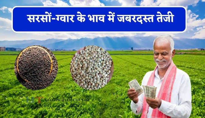 सरसों-ग्वार के भाव में जबरदस्त तेजी, देखें सभी मंडियों के नए रेट