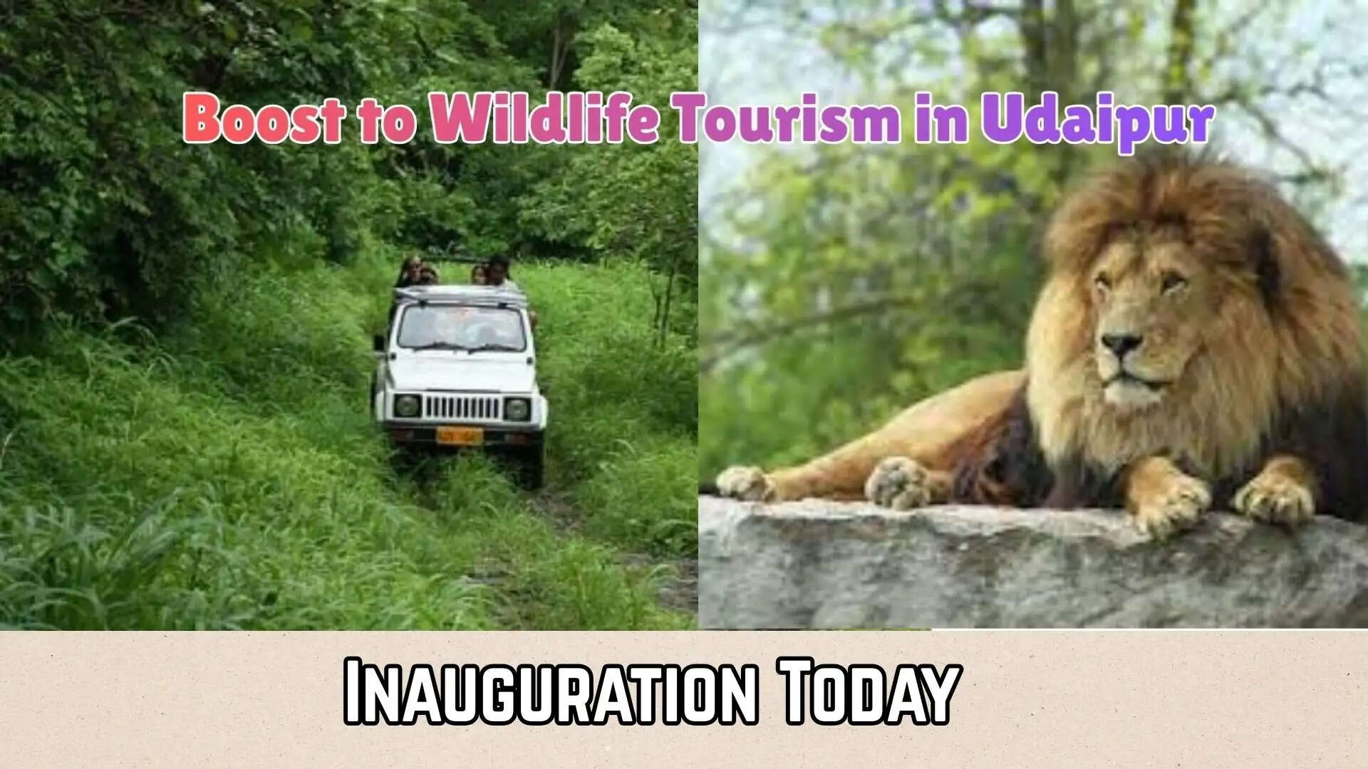 Lion Safari